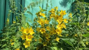 Солнце после дождя