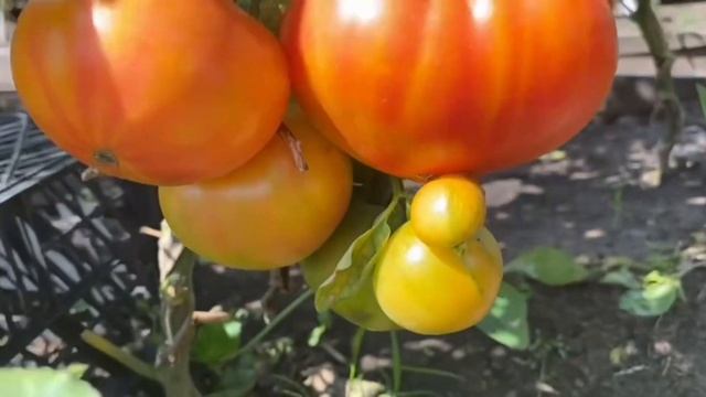 Биколлоры 2023! Мой обзор самых сладких сортов томатов. смотреть онлайн