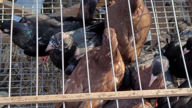 Сельские голуби. 31 10 2021г часть 5 ярмарка голубей,г Кропоткин. смотреть онлайн