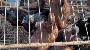 Сельские голуби. 31 10 2021г часть 5 ярмарка голубей,г Кропоткин.