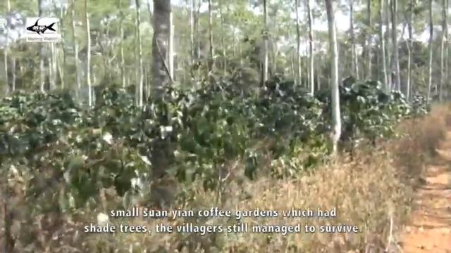 The Golden Land [coffee story of Bolaven Plateau, Laos] смотреть онлайн