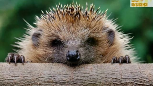 Сказка про ежей. Развитие речи, мл.группа смотреть онлайн