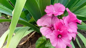 ?Цветули у Натули? как живут цветы у меня на даче. Обзор.