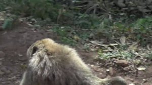 Дикие животные Африки. Озера Африки. Озеро Маньяра