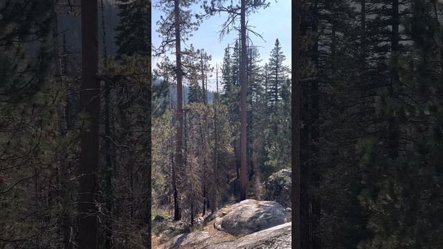 Sequoia National Park / Национальный Парк Секвойя. Природа в Америке. США. USA Nature