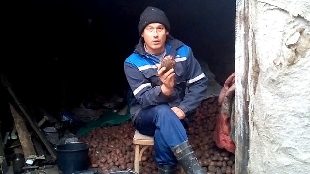 Выращивание картошки от "А" до "Я".Личный опыт.Часть 1-семена. смотреть онлайн