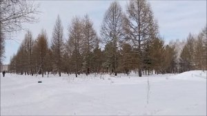 Грибы в сливочном соусе / прогулка в парке 300 летию Омска