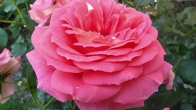 Обзор розы Sommersonne. смотреть онлайн