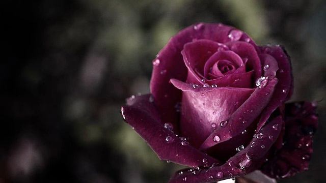 Arietta ( in A Minor )/ Maykapar смотреть онлайн