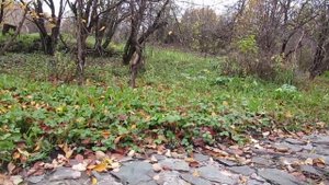 Осень наступила...