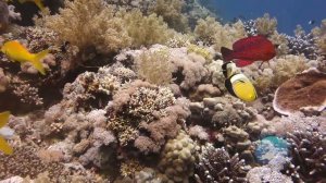 Underwater world. Jackson Reef, Tiran