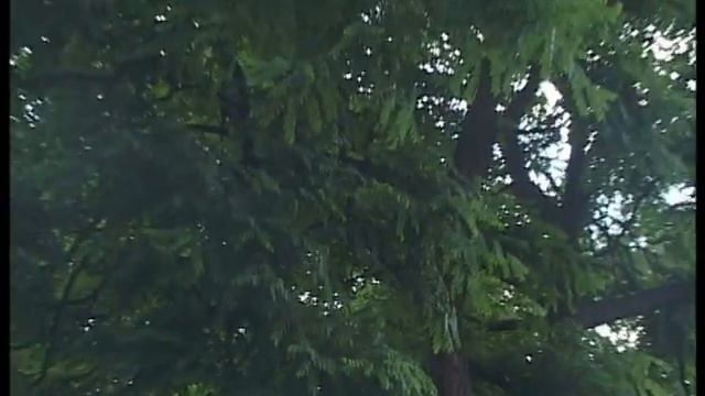 Городские парки Риги на Утро.ЛВ смотреть онлайн