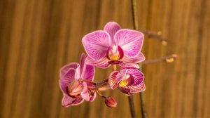 Phalaenopsis Bloom Timelapse 3