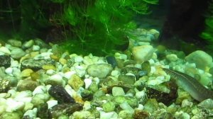 Стерлядь в аквариуме. Aquarium sturgeon