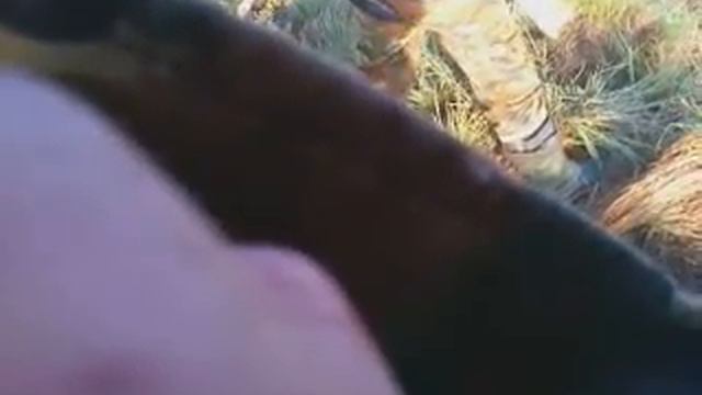 Охота на лося смотреть онлайн