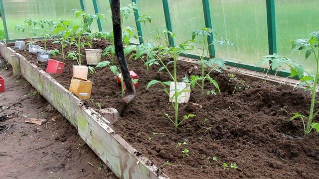 ЭТИ СОВЕТЫ ПОМОГУТ ПРАВИЛЬНО ВЫБРАТЬ СЕМЕНА ТОМАТОВ смотреть онлайн