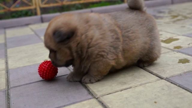 Щенки Чау-чау. Питомник "Bella Chow" г. Белореченкск смотреть онлайн