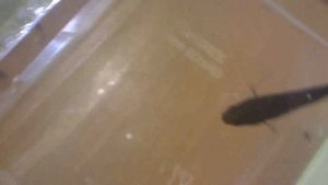 Аквариумные рыбки Петушки Aqua Blog Подпишись!!!