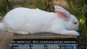 Вес кроликов по месяцам — таблица