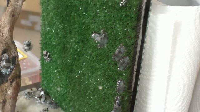 Жабовидные квакши и бурые жабы