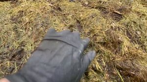 Сеем морковку под мульчу