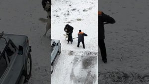 Драка собак