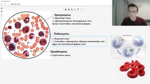 Форменные элементы и плазма | Состав крови ЕГЭ