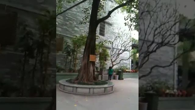 Temple of Six Banyan Trees 8.MOV смотреть онлайн