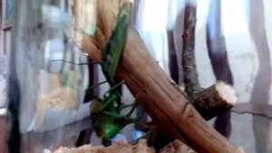 Богомол пожирает большого кузнечика