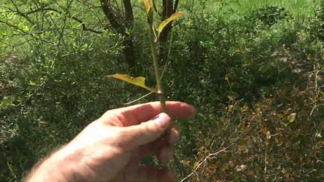 Сассапариль высокий  (лат. Smilax excelsa) ეკალა