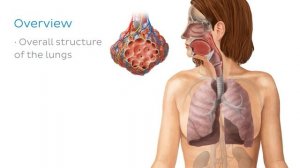 Бронхиолы и альвеолы (предпросмотр) - Анатомия человека | Kenhub