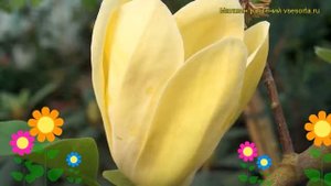 Магнолия бруклинская Еллоу Берд. Краткий обзор, описание magnolia x brooklynensis Yellow Bird