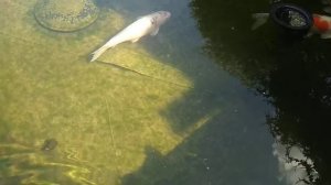 Фильтр барабанный для УЗВ, для водоема с карпами КОИ