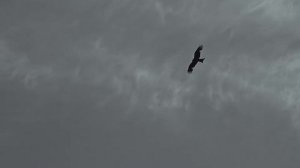 Alisher Uzoqov - O’tgusidir - Алишер Узоқов - Ўтгусидир.