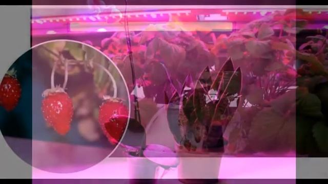 Фитосветильник LED для растений смотреть онлайн