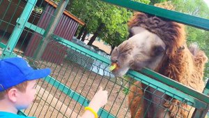 детский центр, экскурсия в Гжельский зоопарк