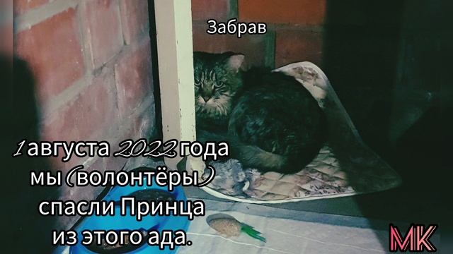 Принц. Семья Бровченко бросила кота.