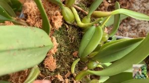 Видео-пересадка. Сажаем бульбофилум на блок. Орхидея на блоке.