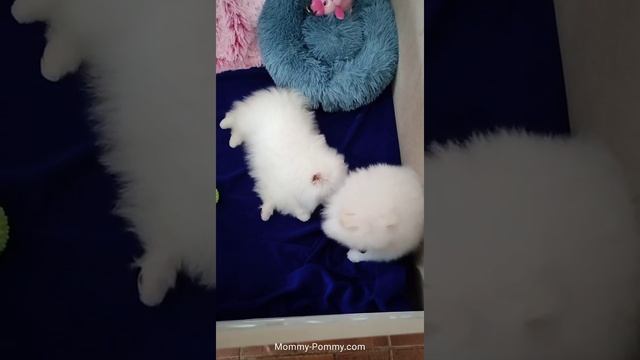 Новый красивый манеж для щеночков