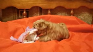 Голддаст йорк - золотой йорк  Щенки голдаста. Золотой йорк. Golddust york puppy. VID 20231120 13123