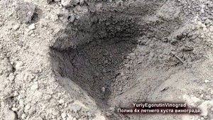 ? Без этого ПОЛИВА и ПОДКОРМКИ винограда даже не расчитывайте на заслуженный урожай. Полив весной!