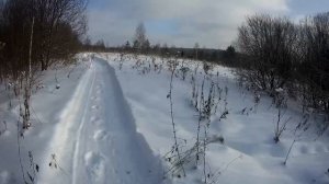 Охота на кабана с карело финской лайкой.