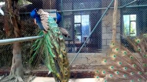 Романтик парк, зоопарк. Санья