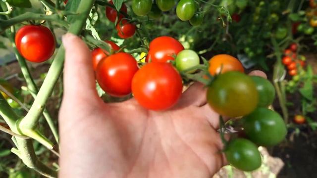 Лучшие сорта  томатов этого года. Томат черри Сакура.