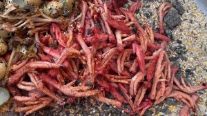 #Перепел кормит Мою семью и Хозяйство//Комбикорм для перепелов