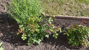 Как ухаживать за розами в начале теплой весны?