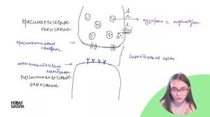 Мини-урок. Синапс