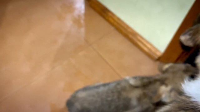 Евразийский степной волк в Чавастае. Как назовем нашего Волка?