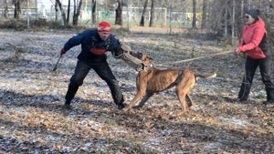 1- Немецкий дог защита