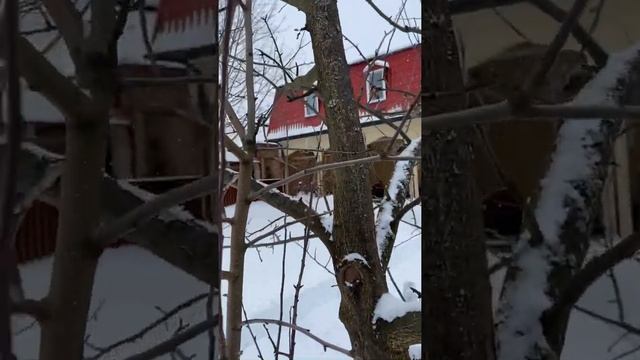 Результат прививки яблони, спустя три года в Подмосковье/ Тимур/Тарапатин смотреть онлайн